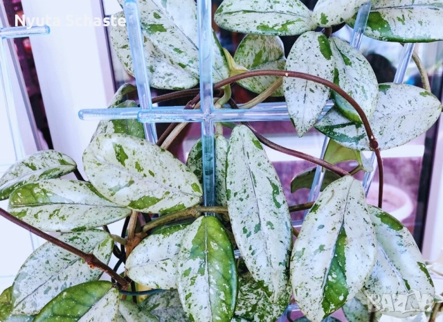 Хоя . Hoya carnosa 'Wilbur Graves', снимка 2 - Стайни растения - 51886410