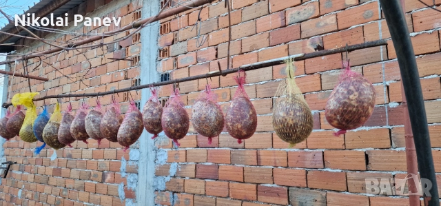 Продавам пуски от домашни прасета