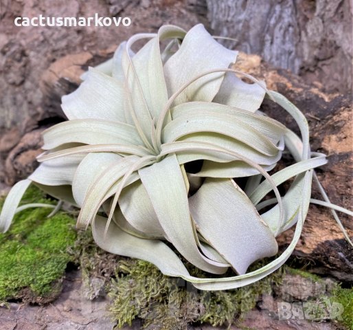 Tillandsia xerographica, снимка 1 - Стайни растения - 43942007