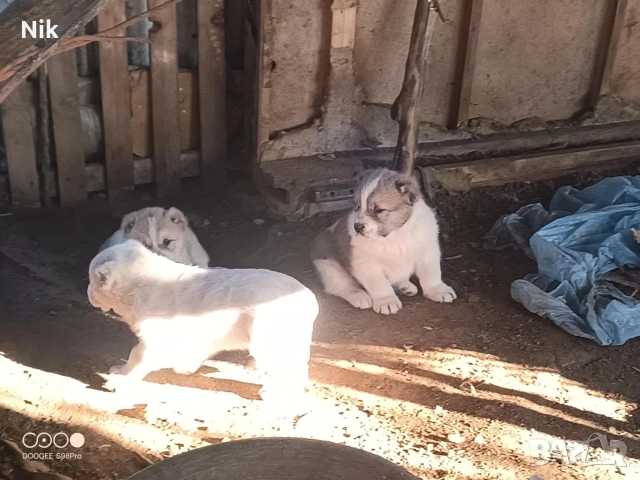 Алабайчета САО, снимка 4 - Алабай - 52978034