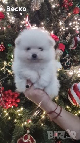 Померан мини мъжко и женско , снимка 5 - Померан - 52847217