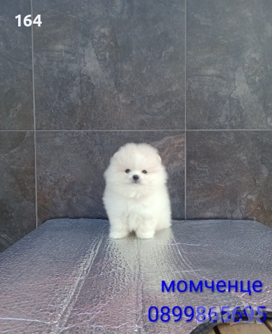Померан. Мъжко мини Померанче. Реални снимки от 19.01.26 г. , снимка 7 - Померан - 53076094