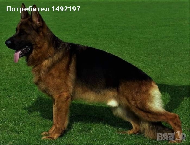 елитни малки немски овчарки , снимка 2 - Немска овчарка - 49776336