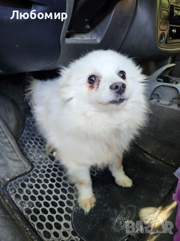 Шпицове, снимка 3 - Шпиц - 51458130