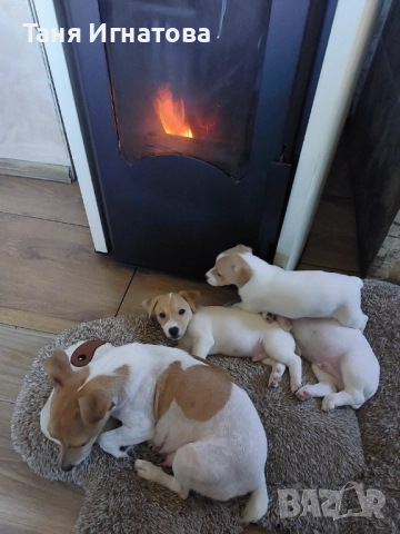 Продавам кученца Джак-ръсел на 60 дни