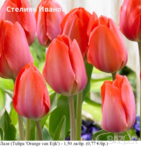Лале (Tulipa 'Orange van Eijk') – луковици