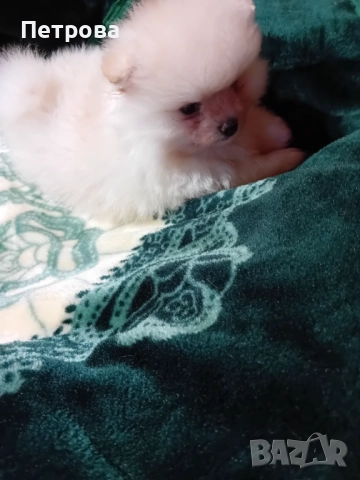 Продавам мъжки и женски померанчета, снимка 6 - Померан - 52438751