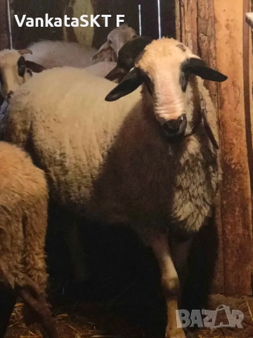 Коч Двизак, снимка 5 - Овце - 52011655