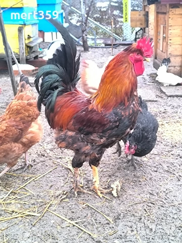петели 🐓, снимка 4 - Кокошки и пуйки - 52231412