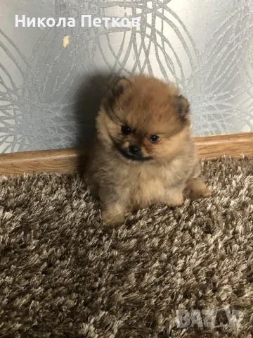 Померанчета, снимка 1