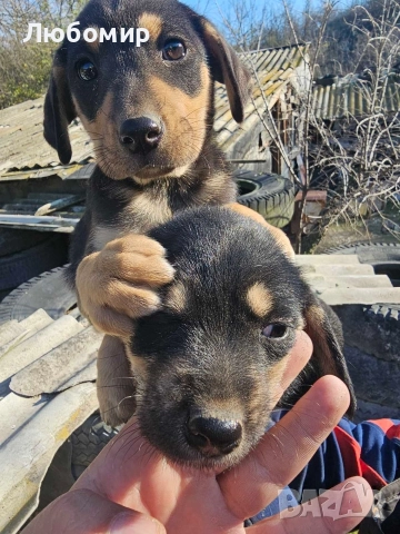 Малки Ротфайлери, снимка 4 - Други животни - 52829186