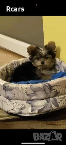 Мъжко мини йорки търси своята дама, снимка 3 - Йоркширски териер - 53051855