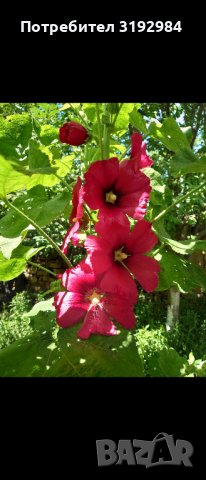 Градинска ружа ( alcea rosea ), снимка 2 - Сортови семена и луковици - 43898642