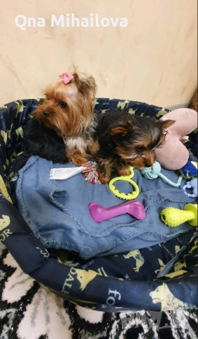 мини йоркширски териер, снимка 6 - Йоркширски териер - 53135631