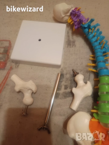 Гъвкав модел на човешки гръбнак с анатомични гръбначни нерви за студенти по медицина и преподаватели, снимка 4 - Медицинска апаратура - 52768595