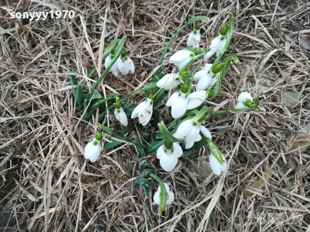 КОКИЧЕТА В САКСИЯ С ЛУКОВИЦИ И ПОЧВА 0402250814, снимка 3 - Градински цветя и растения - 48956050