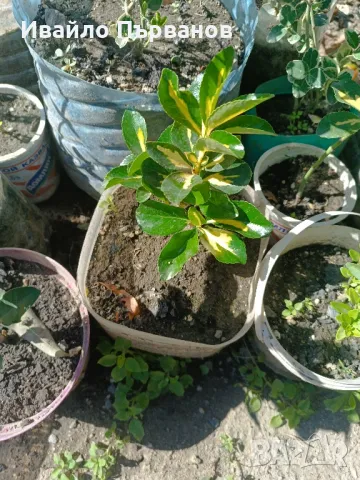 Японски чашкодрян, Euonymus japonicus, снимка 12 - Градински цветя и растения - 29283061