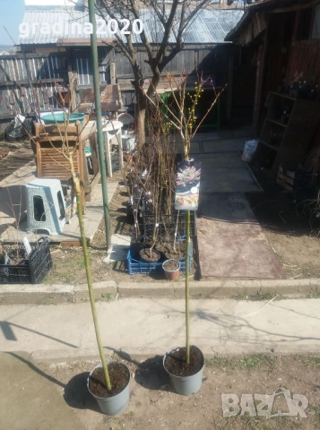  Японска върба Salix Hakuro Nishiki - Фламинго, снимка 7 - Разсади - 53489532