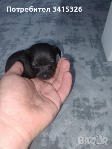 Продавам пинчери – стандартен цвят, снимка 4 - Пинчер - 52840708