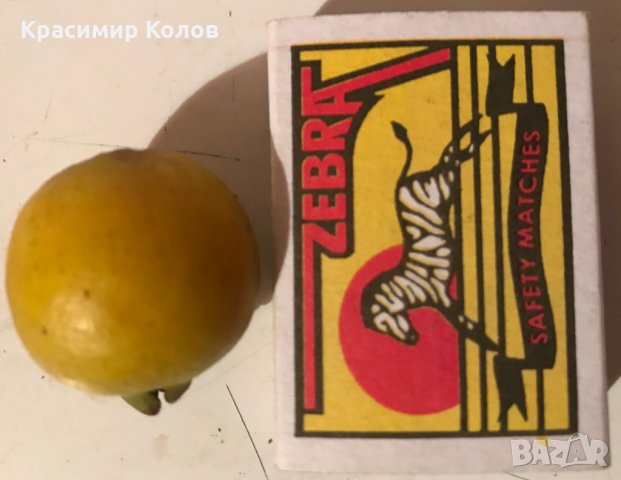 Лимонова гуава, Yellow strawberry guava,семена, снимка 6 - Градински цветя и растения - 34924204