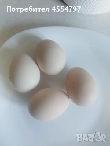 Продавам паунски яйца , снимка 1