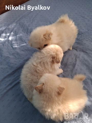 продават се кучинца шпиц померан 2 момчита и 1 момиче, снимка 5 - Други животни - 52914851