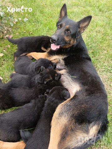 Малки немски овчарки, снимка 8 - Немска овчарка - 52557703