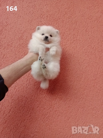 Женски Померани. Снимки от 18.02.26 г. 