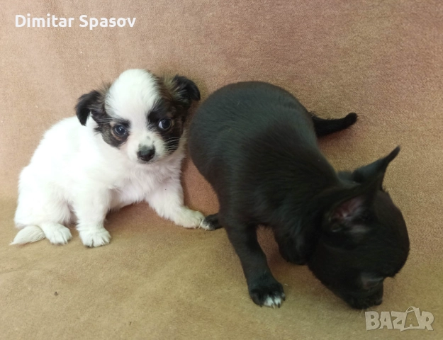 Продавам Кученца Куче Чихуахуа Дългокосместо и Късокосместо, снимка 4 - Чихуахуа - 51767219