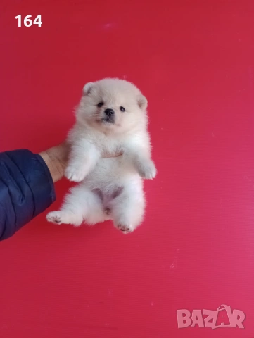 Мъжки и женски Померани. Реални снимки от 12.01.26 г. , снимка 6 - Померан - 52930796