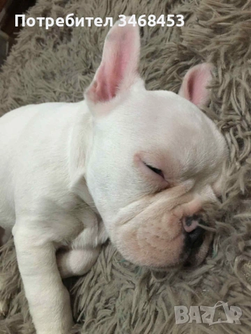 Френски булдог мъжко