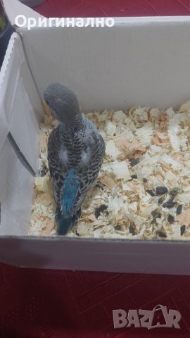 Папагали  Фазани