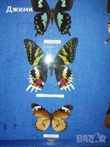 препарирани пеперуди, снимка 4 - Антикварни и старинни предмети - 50045495