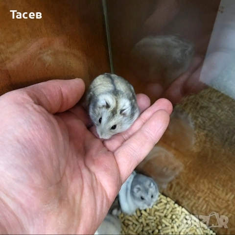 Мини хамстери