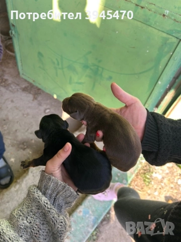 Малки добермани, снимка 7 - Доберман - 52584597