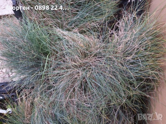 Фестука, синя трева / Festuca glauca, снимка 7 - Разсади - 43792206