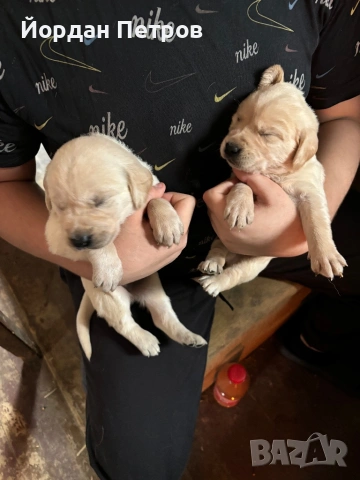 Голдън редривър 