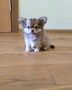 чистокръвно чихуахуа шоко момченце , снимка 2