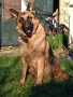 Продавам немска овчарка на година и половина не е агресивен кастриран за повече информация 089903513, снимка 1