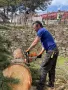 Професионално рязане и кастрене на дървета Пловдив, снимка 7
