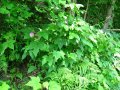 Малина (rubus odoratus) - розово цъфтяща малина, снимка 5