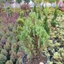 Хвойна Стрикта, Juniperus Stricta!!!, снимка 10