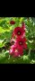 Градинска ружа ( alcea rosea ), снимка 2