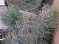 Фестука, синя трева / Festuca glauca, снимка 7