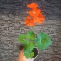 Оранжево мушкато, снимка 2 - Стайни растения - 44082751