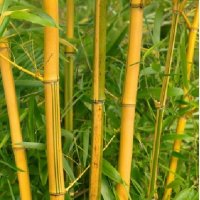 Бамбук Вивакс жълт Phyllostachys vivax 'Aureocaulis' , снимка 2 - Градински цветя и растения - 27535820