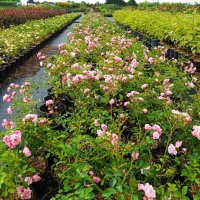 Мини рози, многогодишни, студоустойчиви!!, снимка 4 - Градински цветя и растения - 44126071