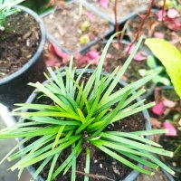 Офиопогон зелен, Ophiopogon japonicus, снимка 7 - Градински цветя и растения - 39298304