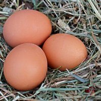 Домашни яйца от свободно отглеждани кокошки, снимка 3 - Домашни продукти - 38657620