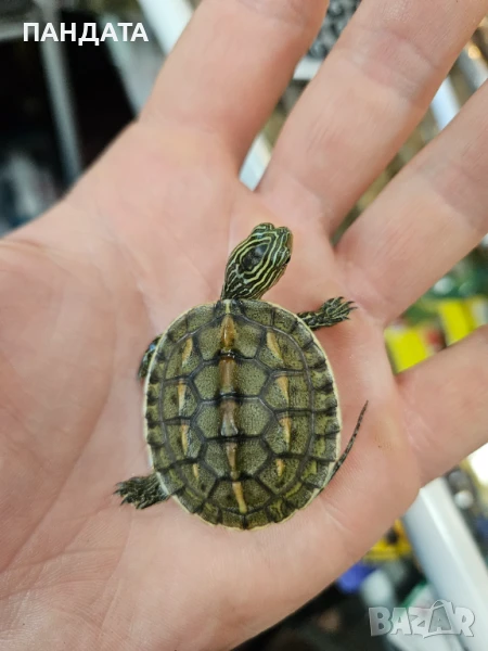 Костенурка, снимка 1